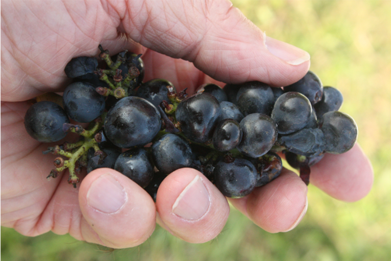 Açaí