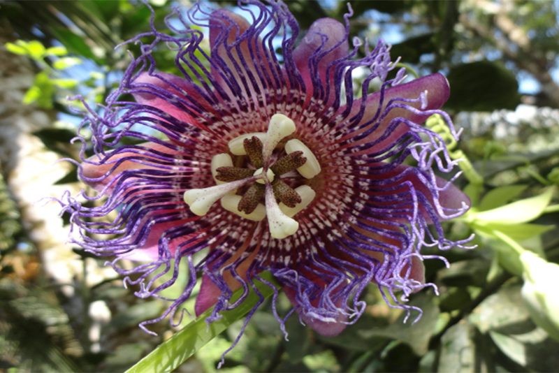 fleur de la passion