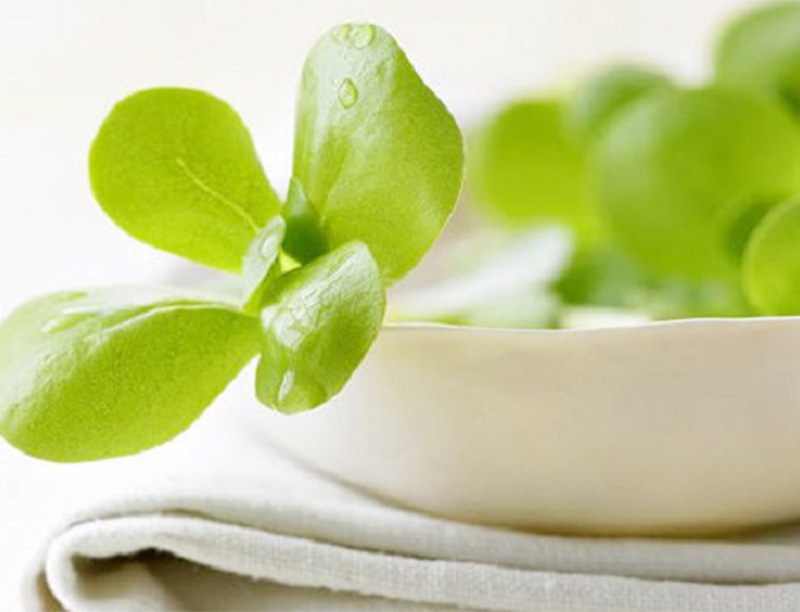 Bacopa
