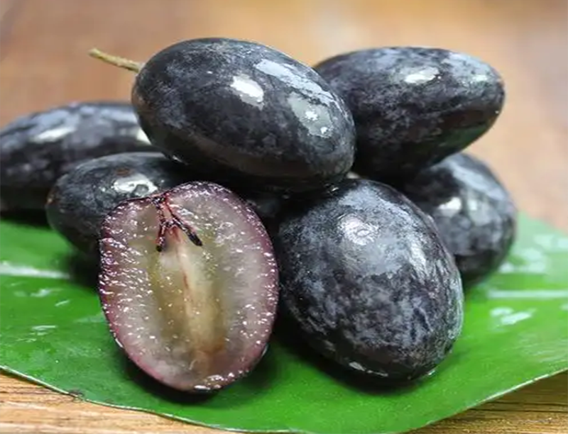 Black currant Extract2