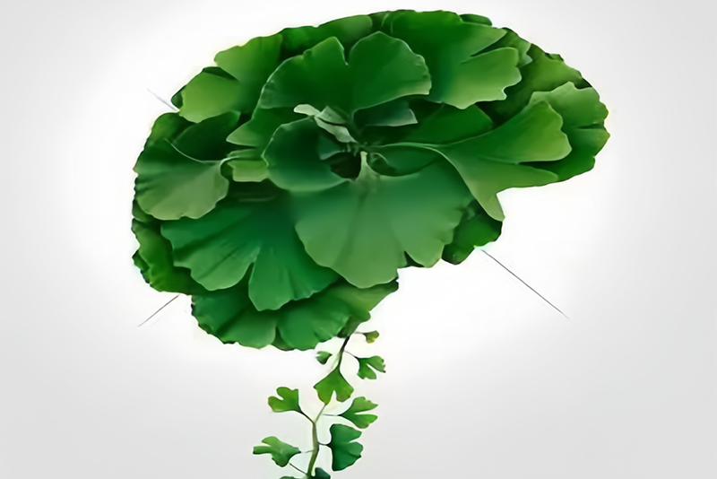 Produtos de suporte cerebral são os novos favoritos do mercado com o surgimento da indústria de extratos botânicos