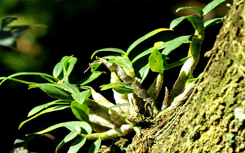 Dendrobium officinalis