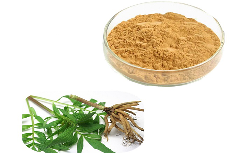 Ekstrak akar valerian 1