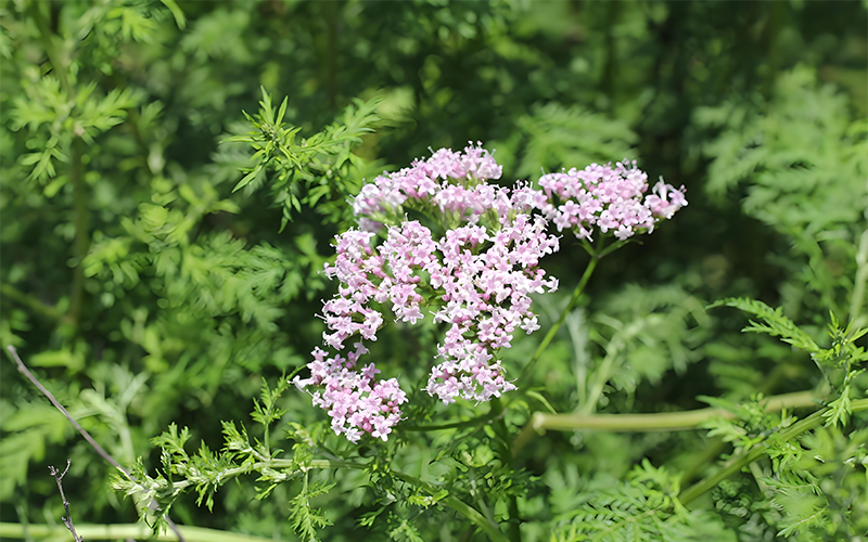 Ekstrak akar valerian 2