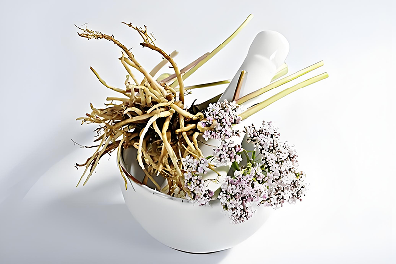 Valerian root Extract:Plant Essence Leads New Healthy Fashion