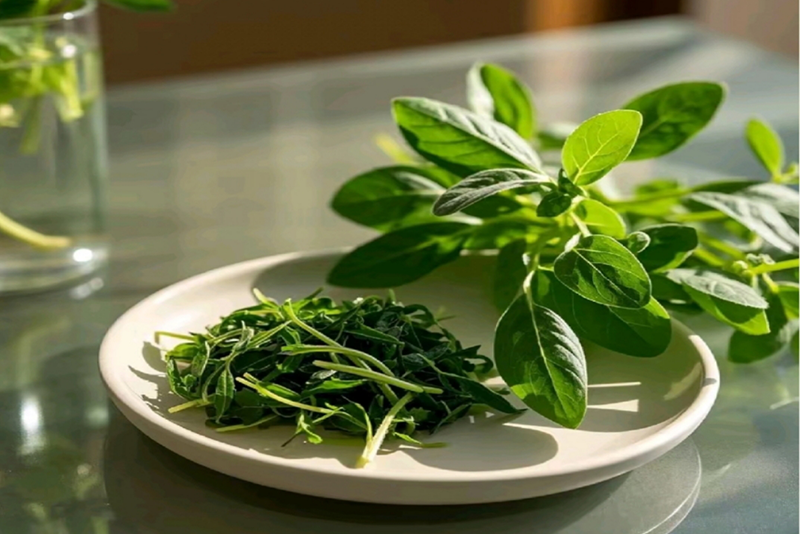Andrographis paniculata Extract:The crystallization of traditional wisdom and modern science