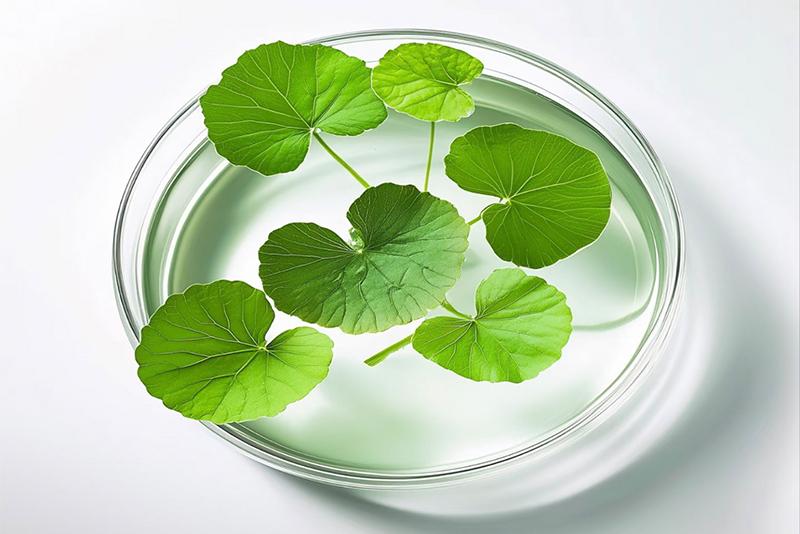 Extrato de Centella asiatica: O presente natural da floresta tropical para a tecnologia moderna.