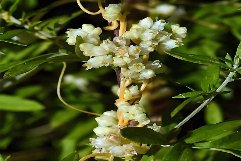From Parasitic Plants to Health Guardians: The Modern Medical Revolution of Cuscutae semen Extract
