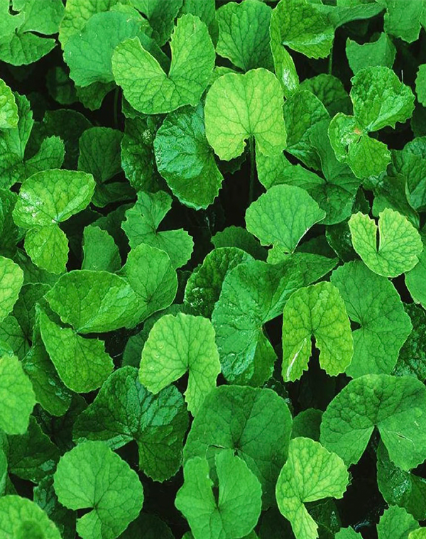 Centella asiatica Extract 2
