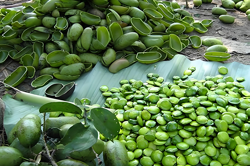 Exploring Griffonia Seed Extract: The Diverse Charm and Development Blueprint of Natural Treasures