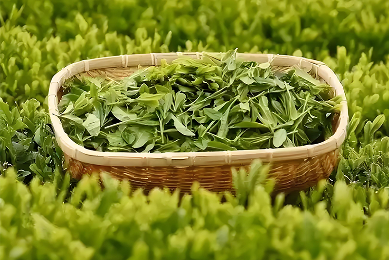 L-teanina: O 'Código Verde' do Encanto do Chá Oriental à Trilha Global da Saúde Cerebral
