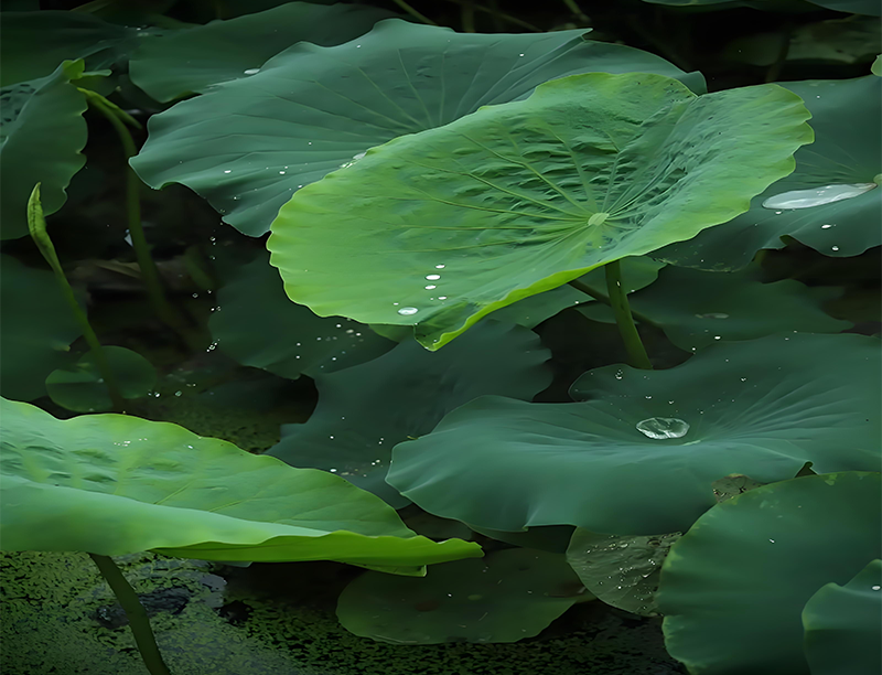 Lotus leaf Extract 2