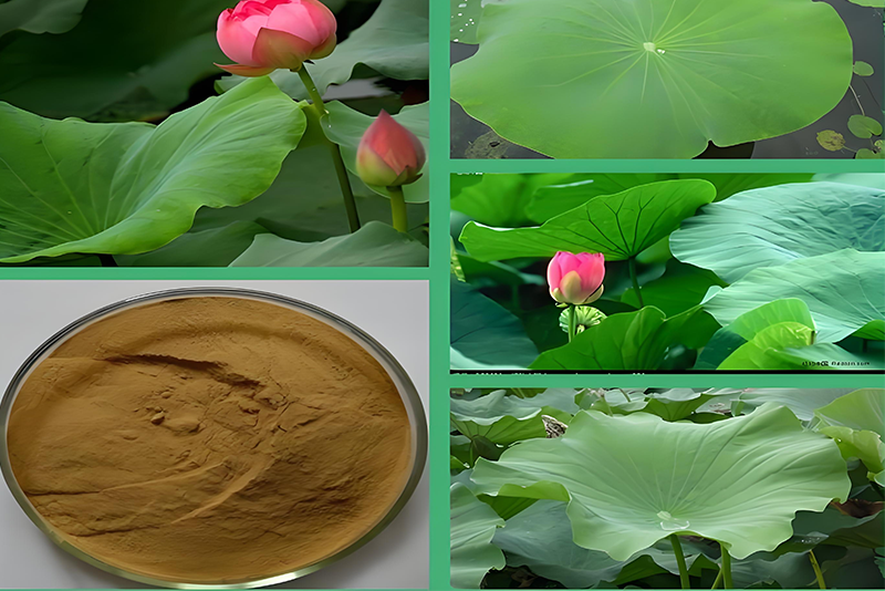 สารสกัดใบบัว: นวัตกรรมข้ามพรมแดนของธรรมชาติและเทคโนโลยีนำเทรนด์ใหม่ของอุตสาหกรรมสุขภาพ