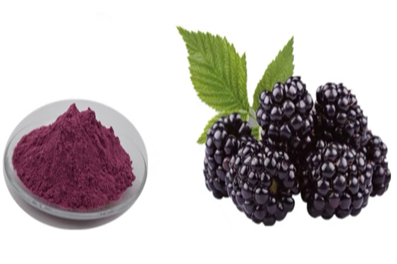 Mulberry Extract 2