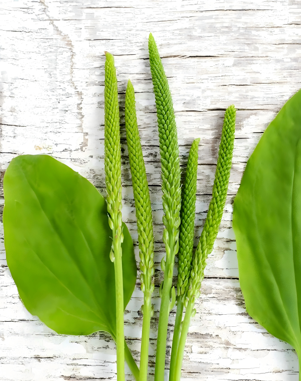 Plantain Extract 3