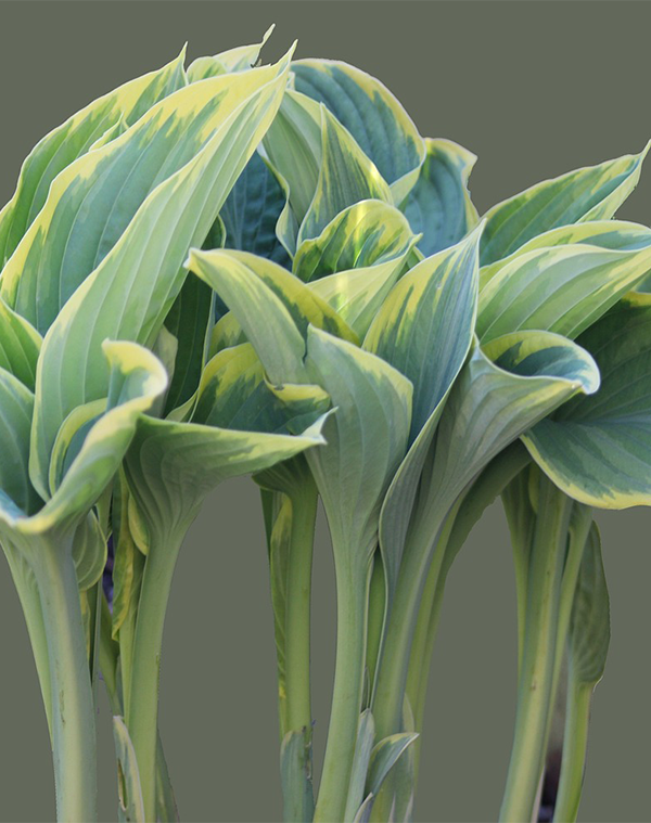 Plantain-
