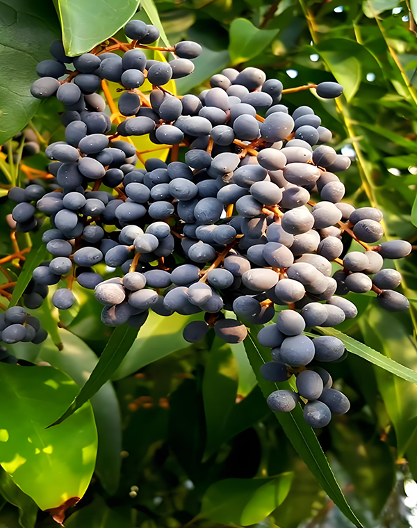 Ligustri lucidi fructus Extract 2