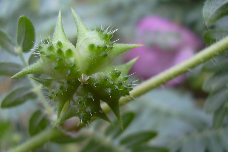 Tribulus terrestris