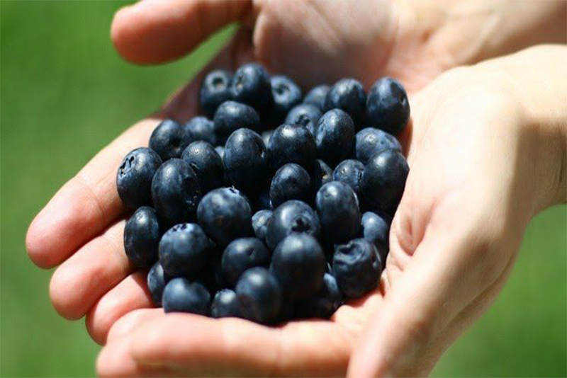Extrato de mirtilo - o retorno global de uma pequena fruta