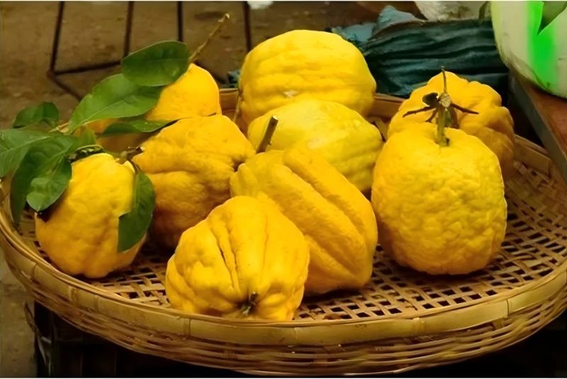 Extrato de cidra: Desvendando as infinitas possibilidades dos ingredientes naturais.
