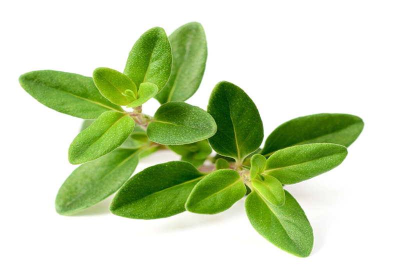 Fenugreek seed Extract - Ancient Herb to Future Technology