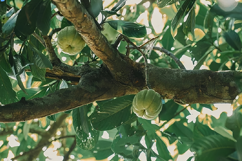 Extrato de Garcinia cambogia: dos tesouros da floresta tropical a um novo paradigma para a indústria da saúde sustentável.