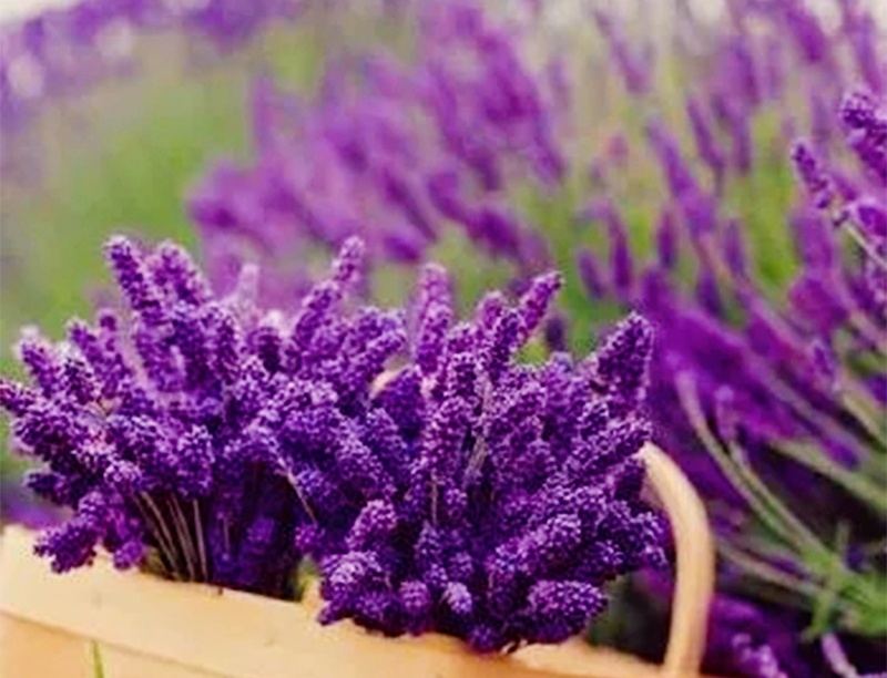 Lavendel