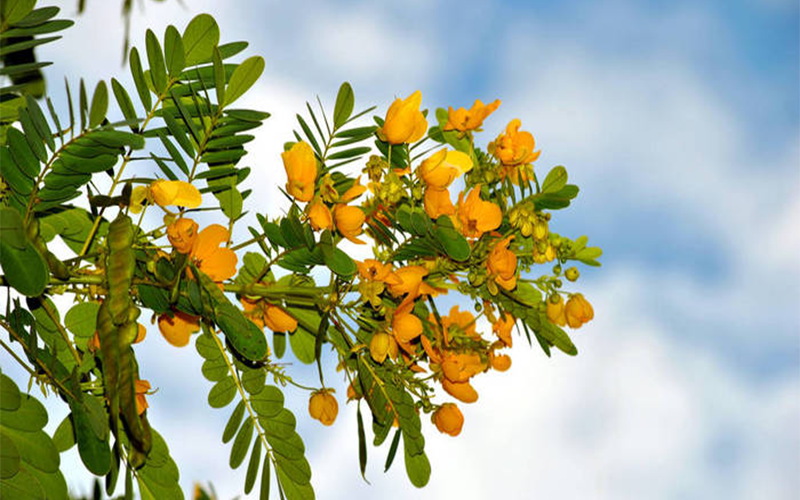 Senna Extract - The Guardian of the Intestines
