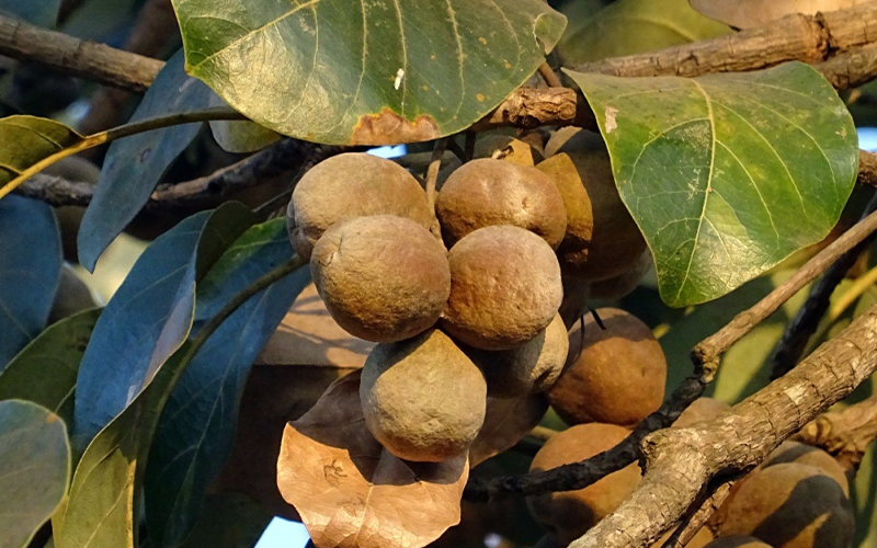 Terminalia bellirica Extrakt