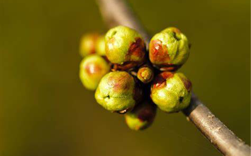Terminalia bellirica Extract - Light of Virela