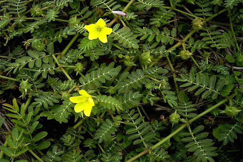 Tribulus terrestris Extract - medicinal treasure in the desert