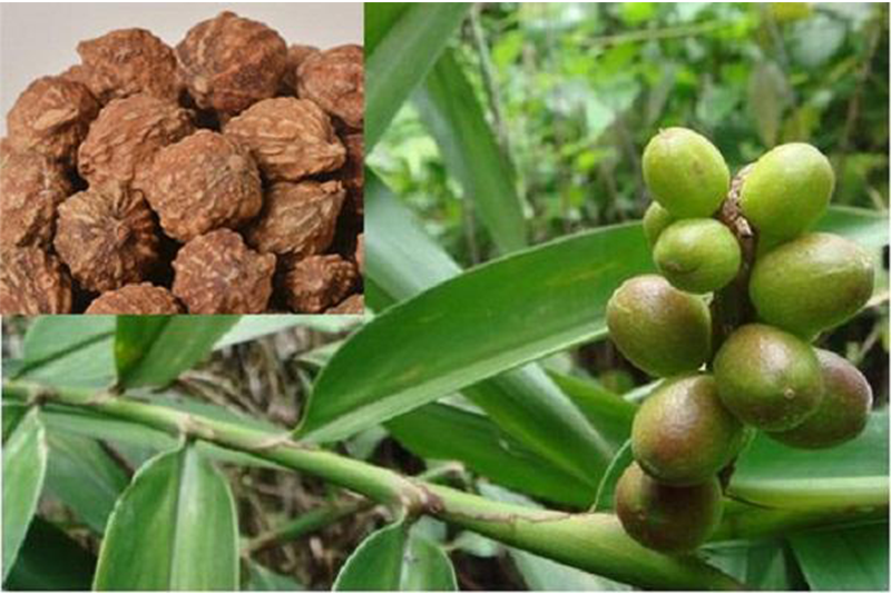Amomi fructus Extaract 1
