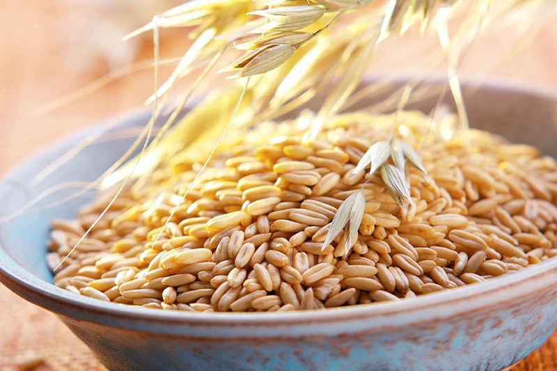 Avena sativa seed