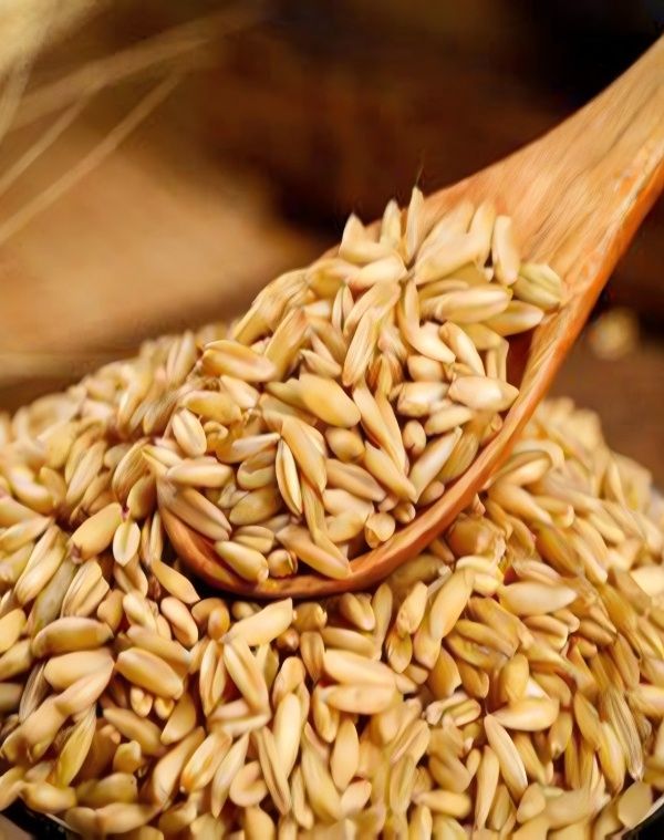 Avena sativa
