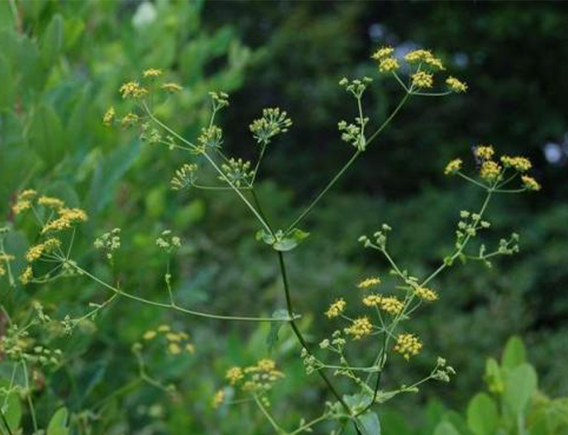 Bupleuri radix Extract 1