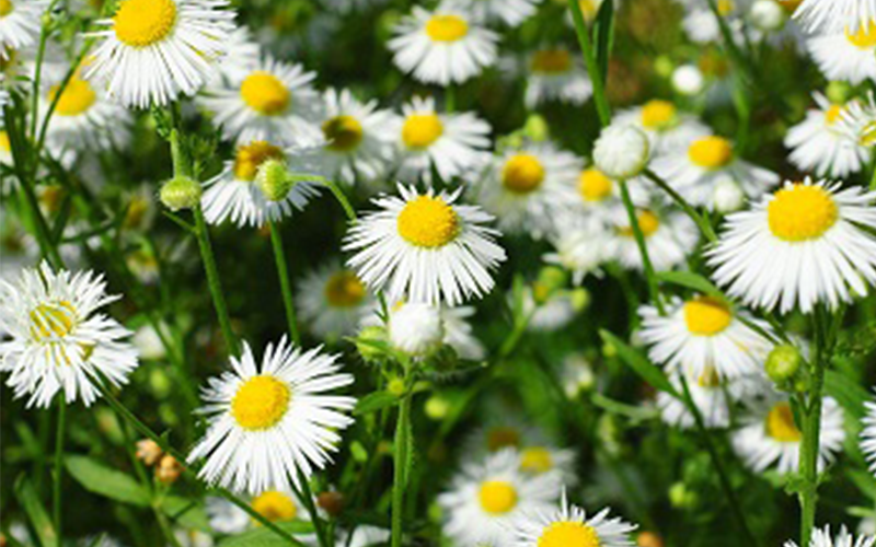 Chamomilla recutita Blüte