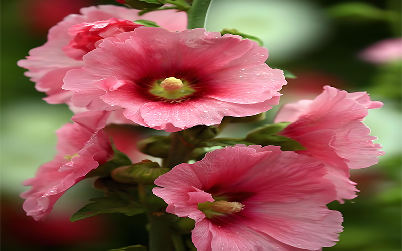 Althaea officinalis root Extract 2
