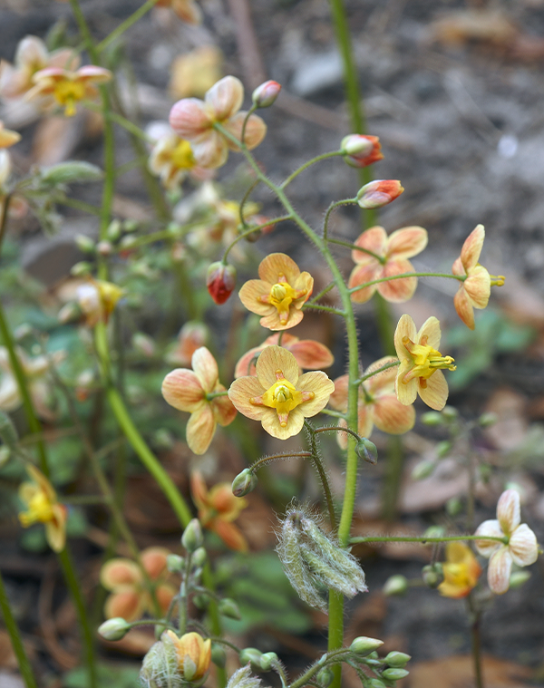 Epimedium-Extrakt 2-2