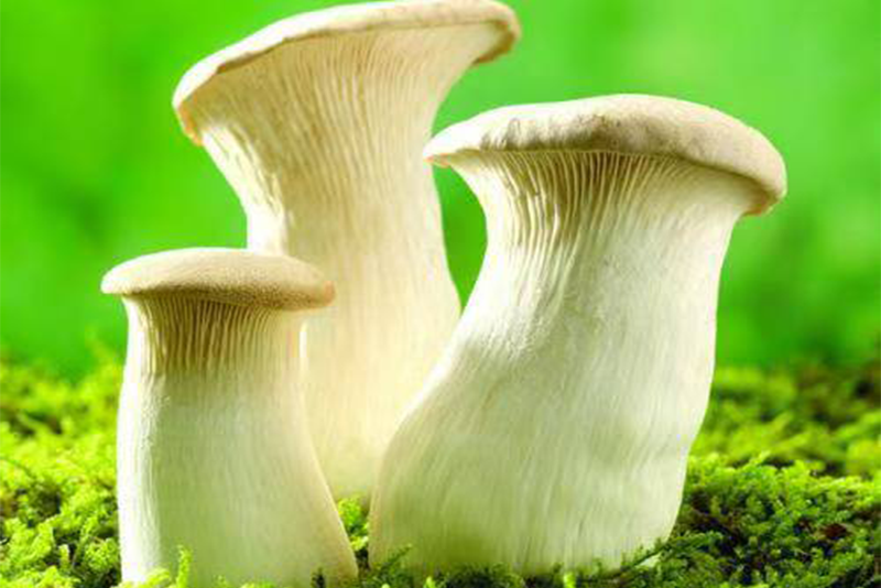 Pleurotus eryngii Extract - Unlocking the Healthy Treasures Gifted by Nature