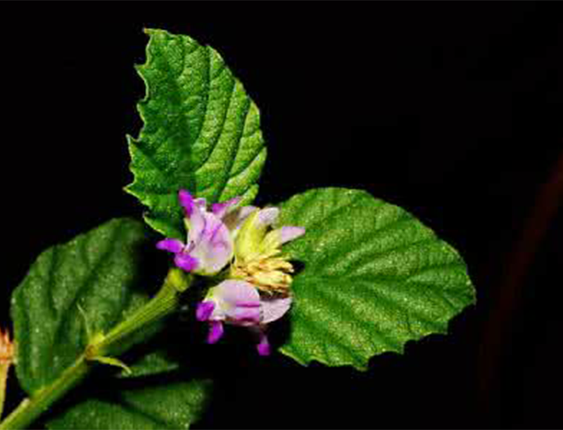 Psoralea-Fruchtextrakt 3