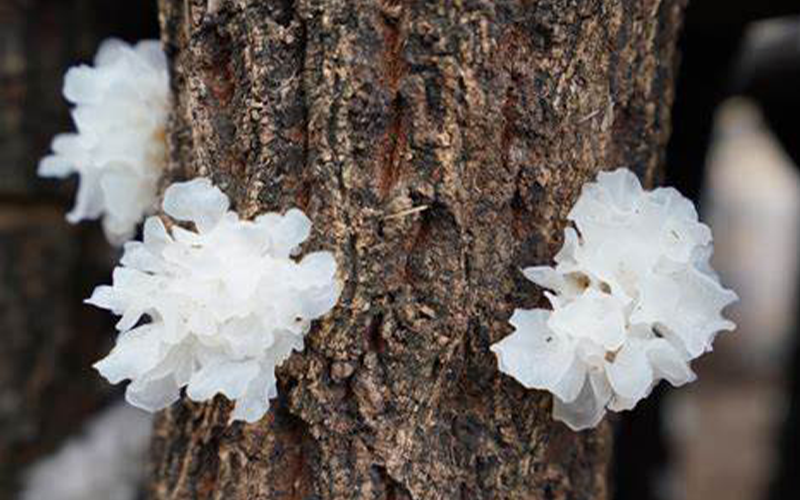 Tremella fuciformis Extract 1