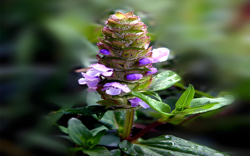Spica prunellae Extract 1