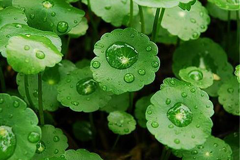 Centella Asiatica Extract: Dual Fields of Medicine and Skin Care