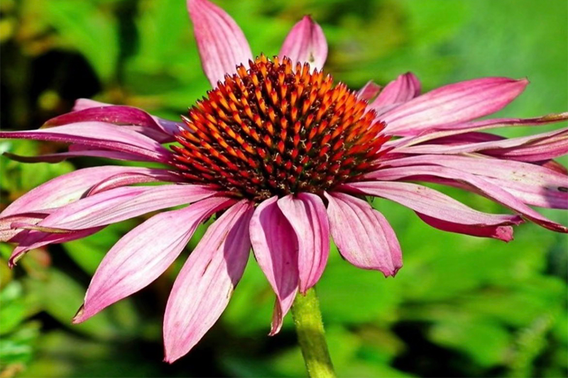 Echinacea Extract 1