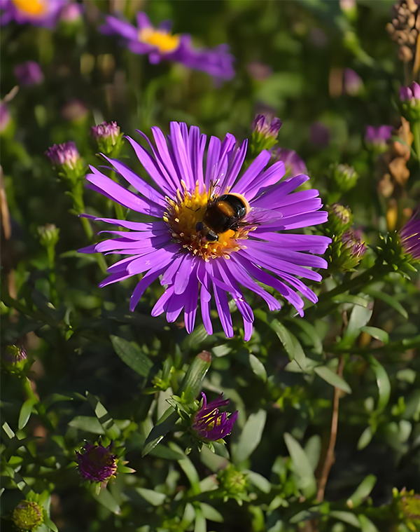 Echinacea Extract 2