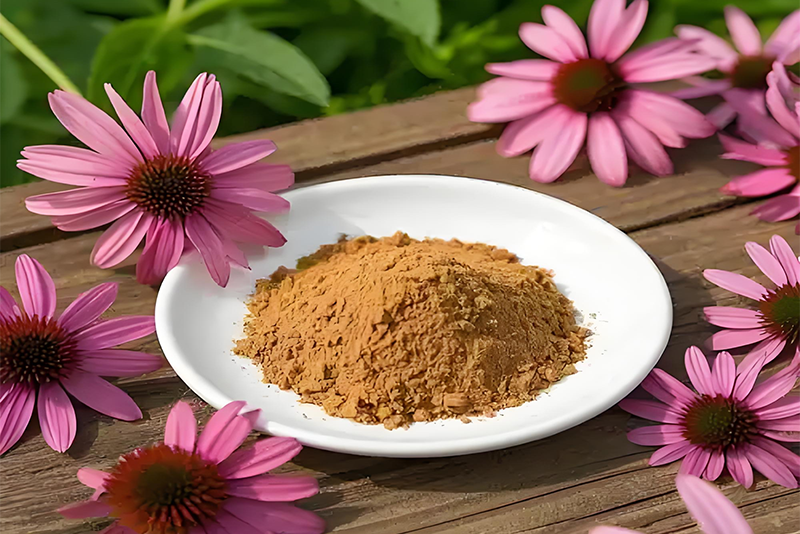 Echinacea Extract: Reshaping a New Ecology of Health Defense