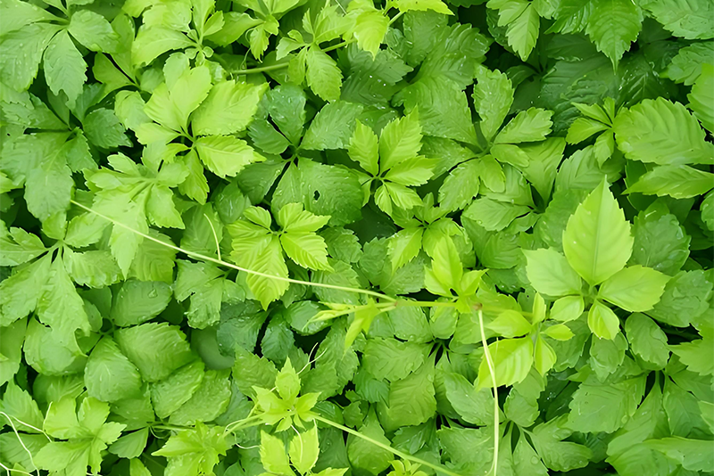 Gynostemma pentaphyllum Extract 1