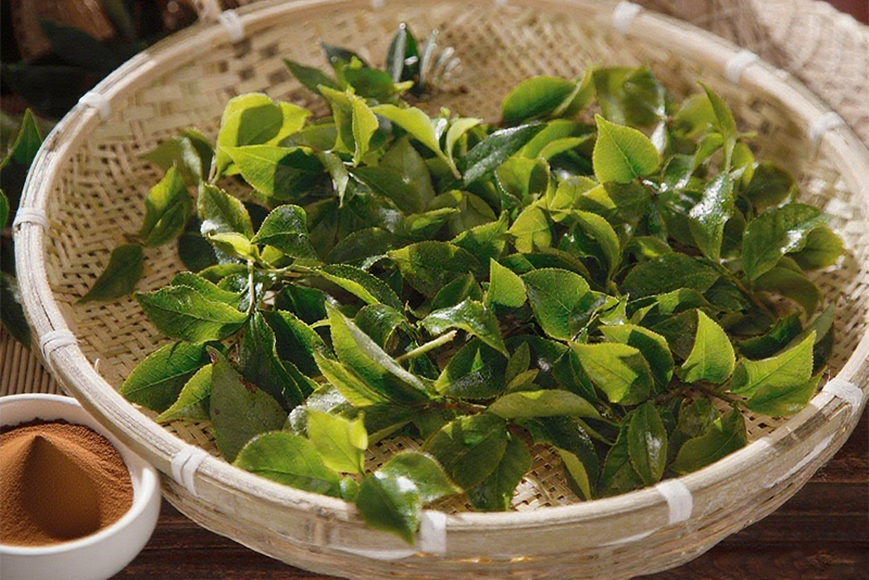 Gynostemma pentaphyllum Extract: From Deep Mountain Grass to Health Guardians