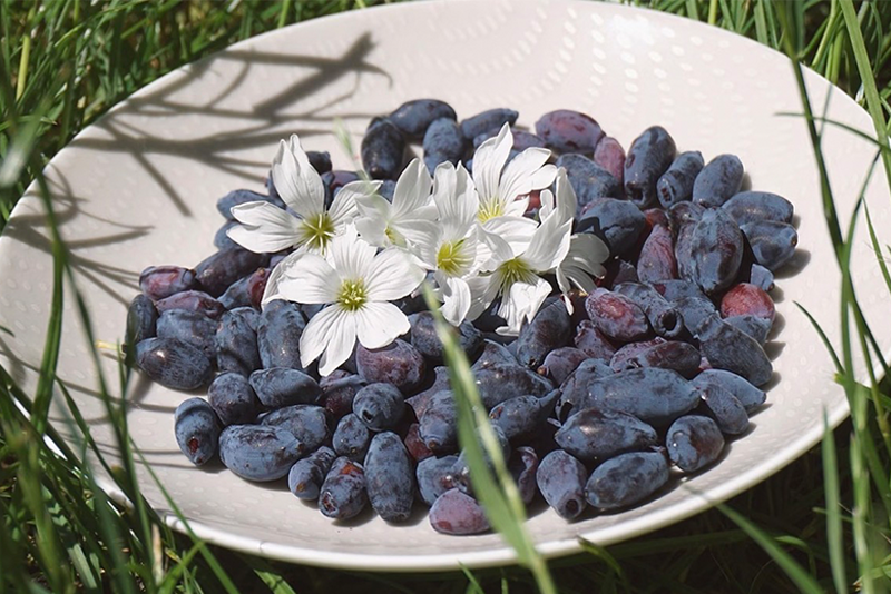 Lonicera edulis Extrakt entdecken: Den héijen Energiegehalt vu klenge Beeren