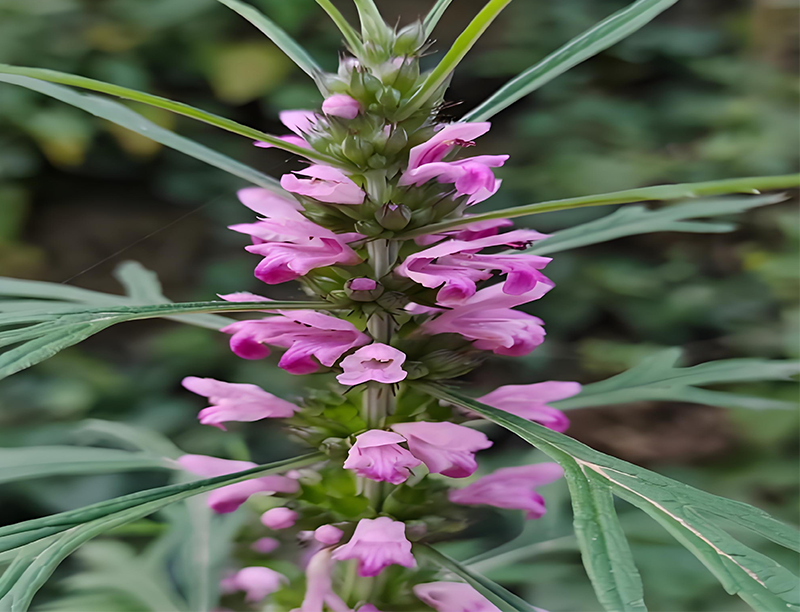 Leonurus japonicus Extract 2